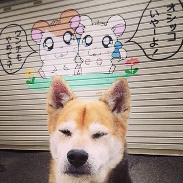 棋盘上的舞者,当浙江队的节奏哲学遇见约基奇的全局掌控