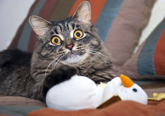 跨界传奇,在足球场上演篮球式抢七,巴西硬仗气走比利时