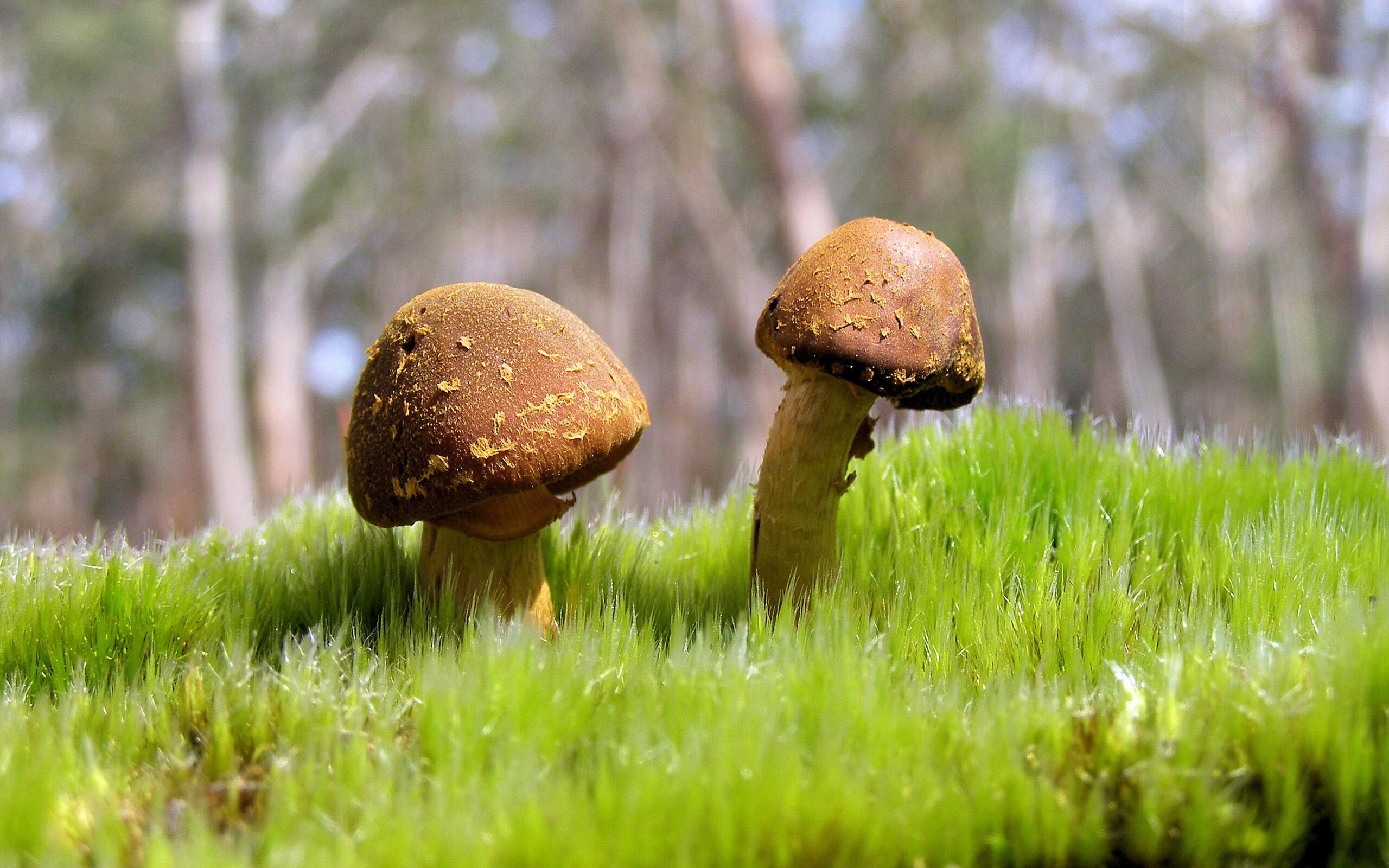 改写剧本，当德国遭遇爱尔兰，梅西让不可能提前降临