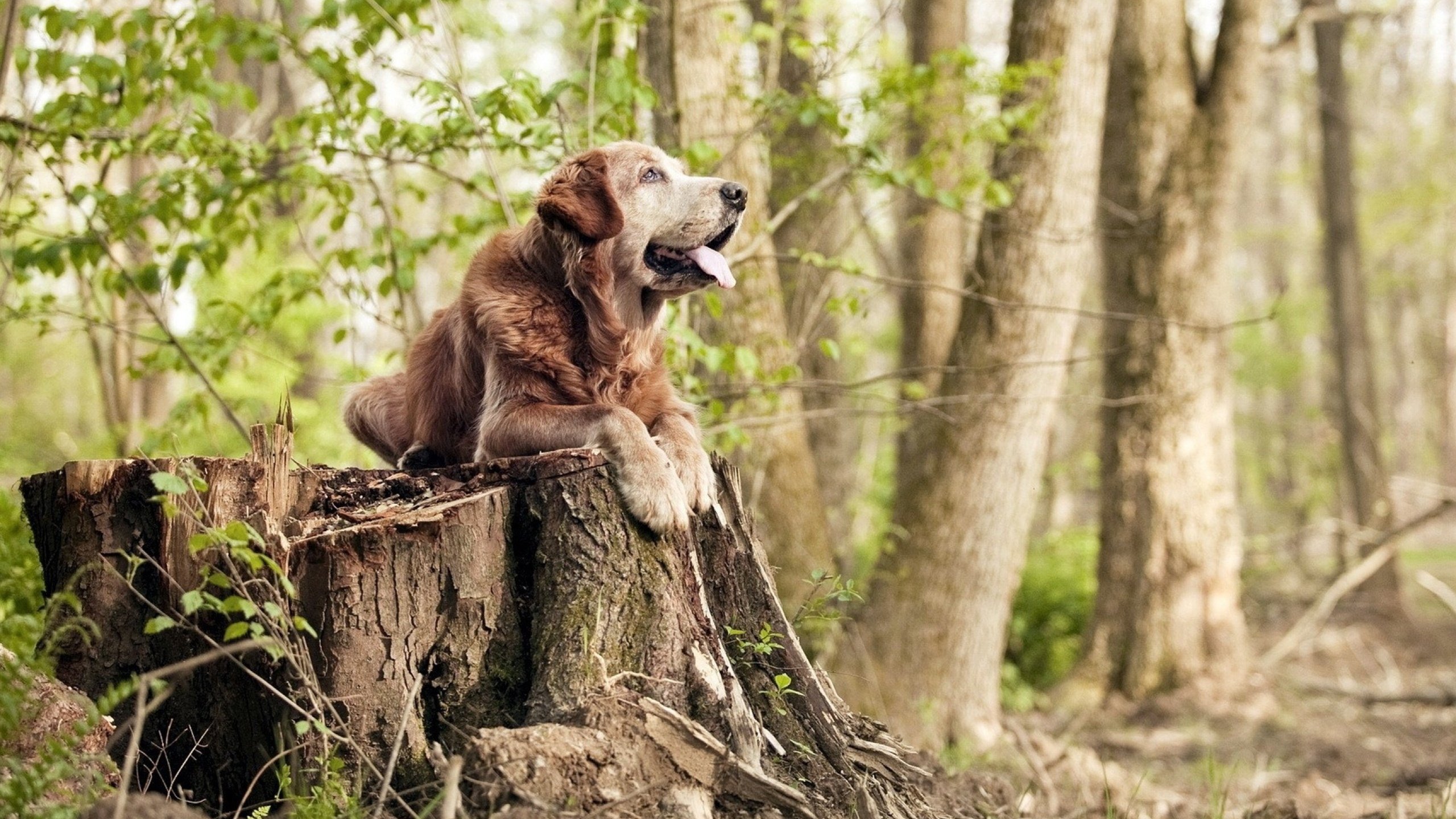 科幻悬疑足球夜，当皇家社会击败几内亚，帕尔默的对手为何完全无解？