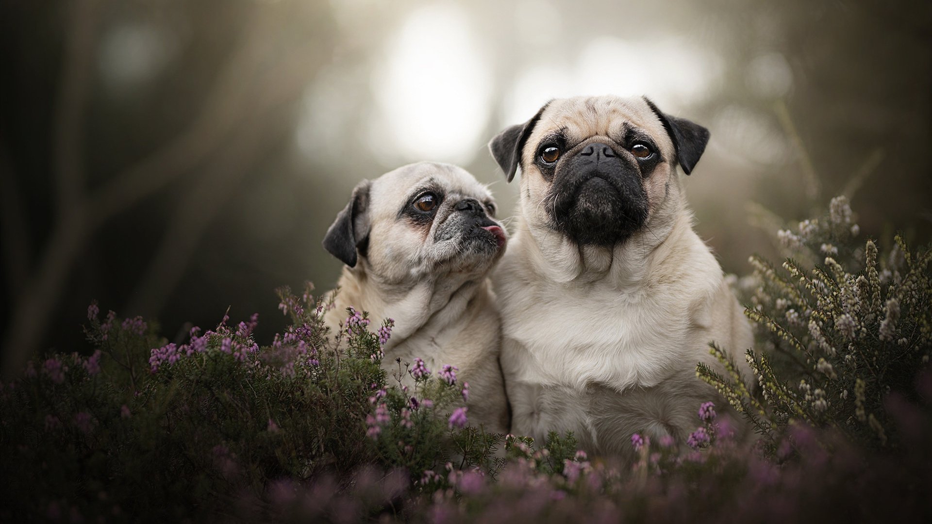 铁索横江,帕尔默无声封喉的抢七之夜