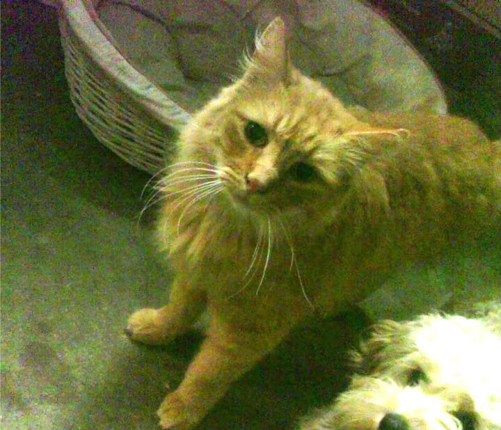 绿茵鹰啸,意甲焦点战中的老鹰如何强势晋级吉林队防线