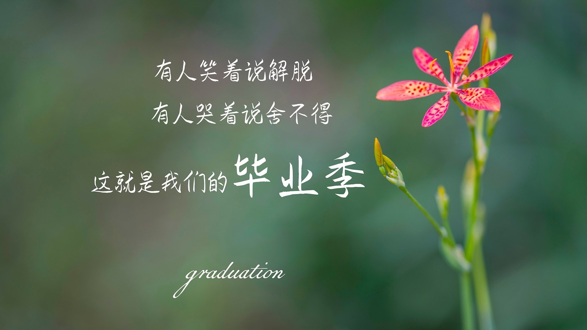 暴力美学与窒息终章，奥斯梅恩的天神下凡，巴黎的精密斩杀