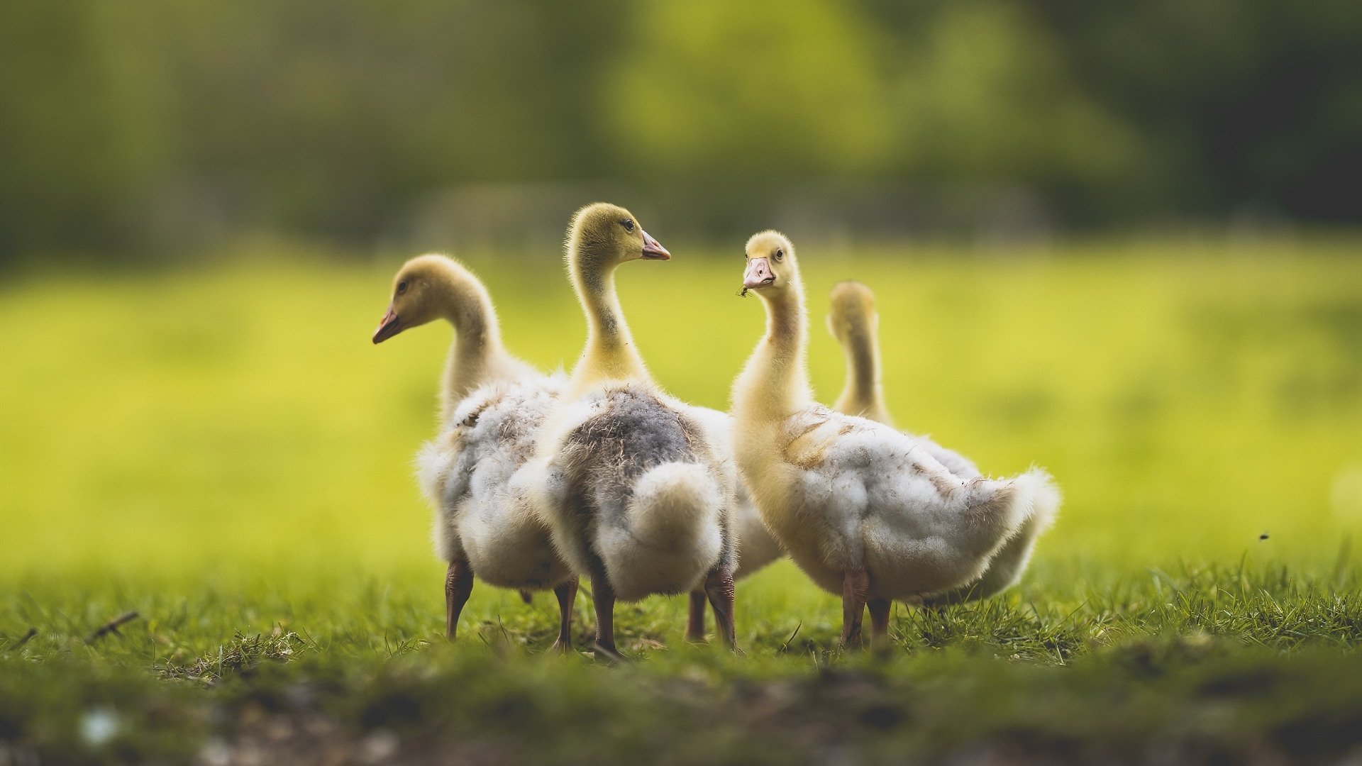 疯狂星期二，当曼城热刺隔空角力，火箭在末节点燃引擎