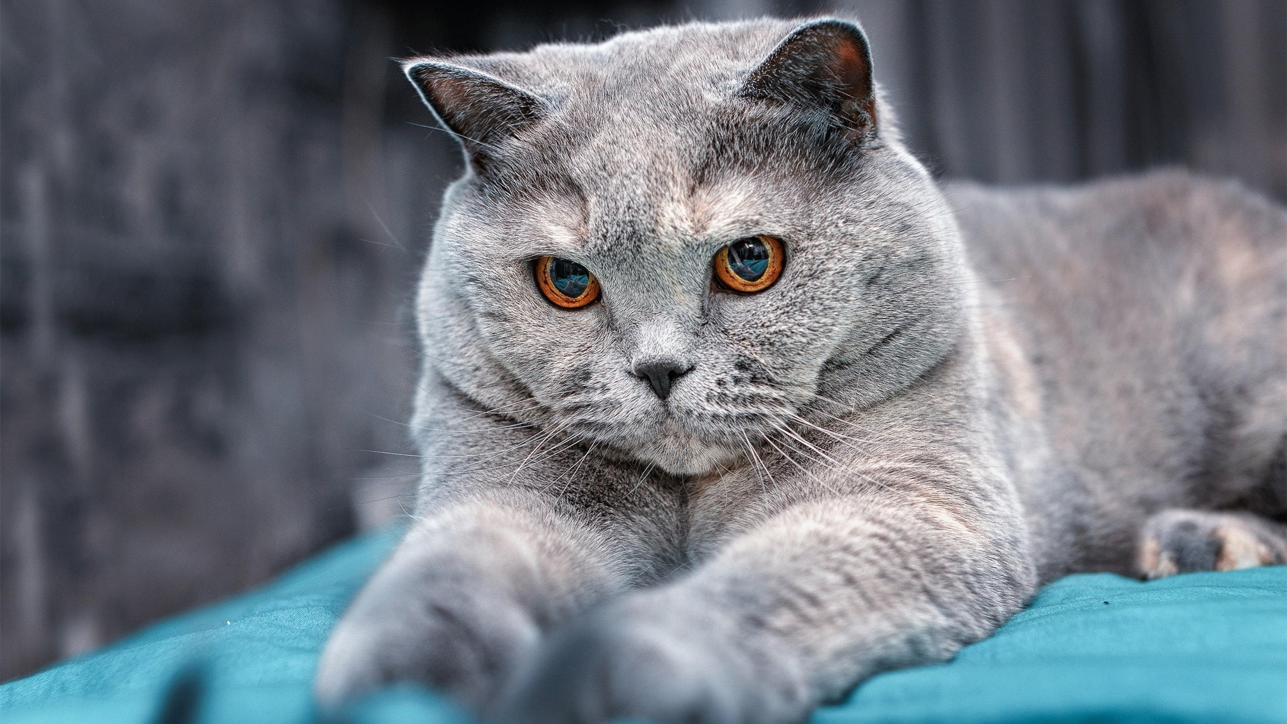 暗夜裁决者，当班凯罗的冰封领域，覆盖欧冠淘汰赛的锐利锋芒