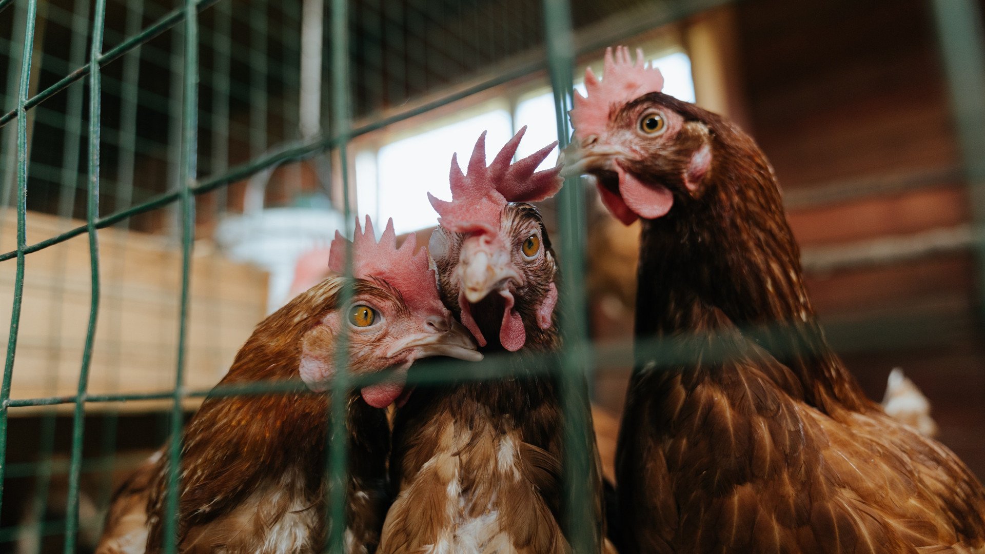 跨界传奇,骑士绝杀灰熊之夜,恩比德的意甲奇幻接管