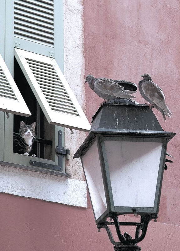 翡冷翠之夜,阿克终结丹麦童话