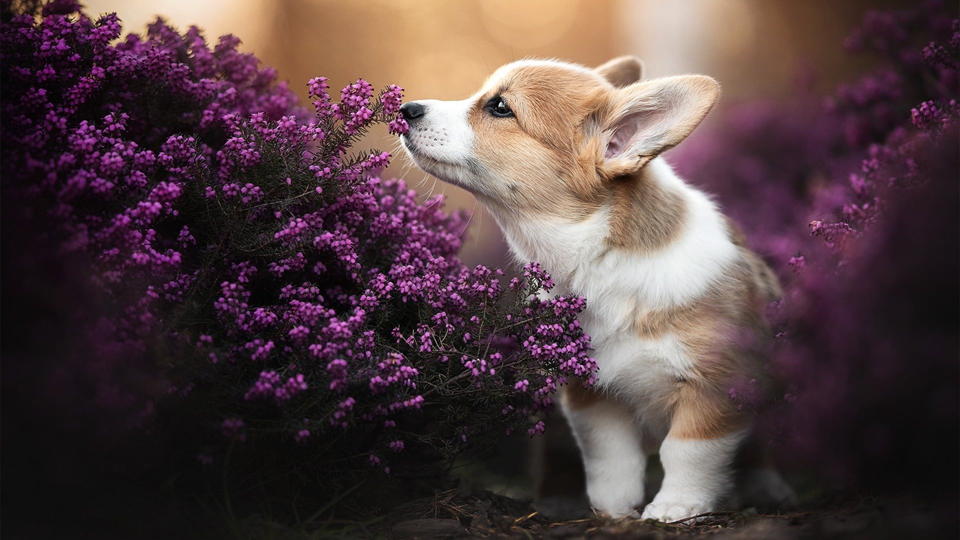 速胜与持久战，F1与CBA的提前终结之谜