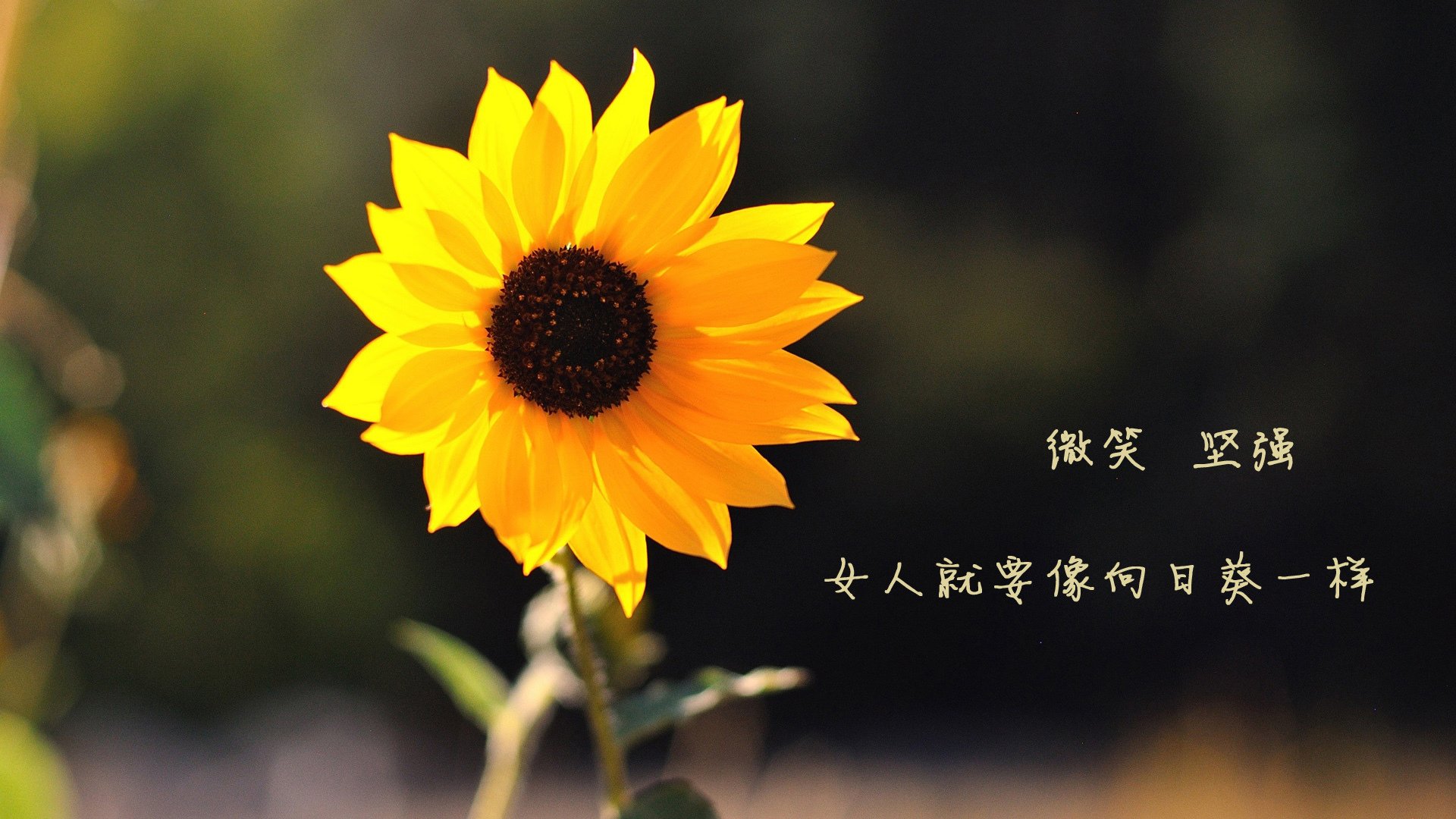 B费黄金一击，智利在狂攻中撕碎航海家的宿命罗盘